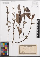 Foto von Salix caprea L. x Salix purpurea L.